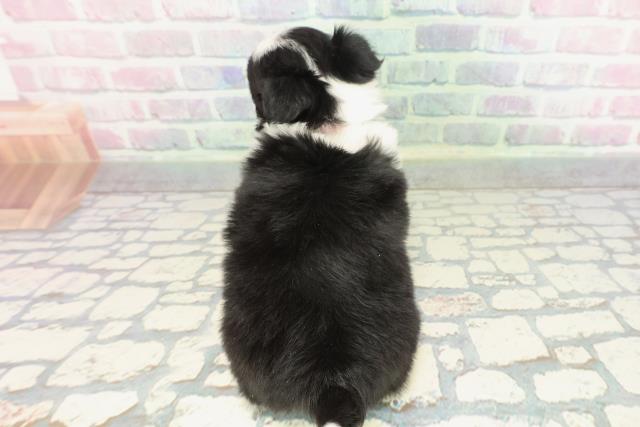 埼玉県のチワワ(ロング) (Coo&RIKU所沢店/2026年1月24日生まれ/女の子/ブラックタンホワイト)の子犬の4枚目の画像