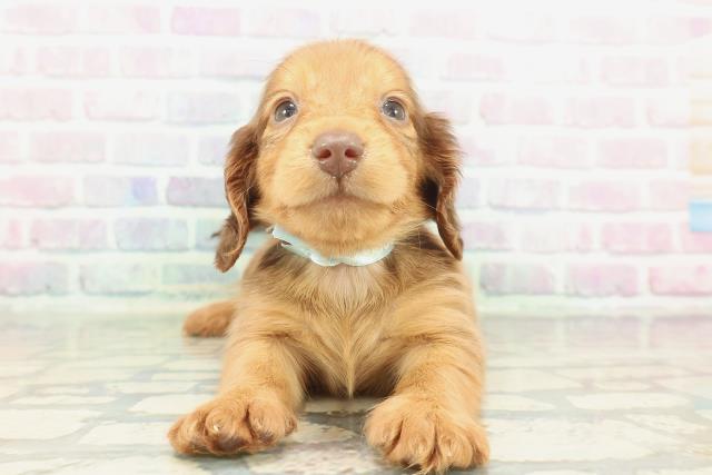 ミニチュア・ダックスフンド