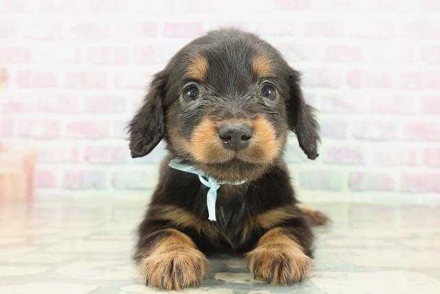 ミニチュア・ダックスフンド