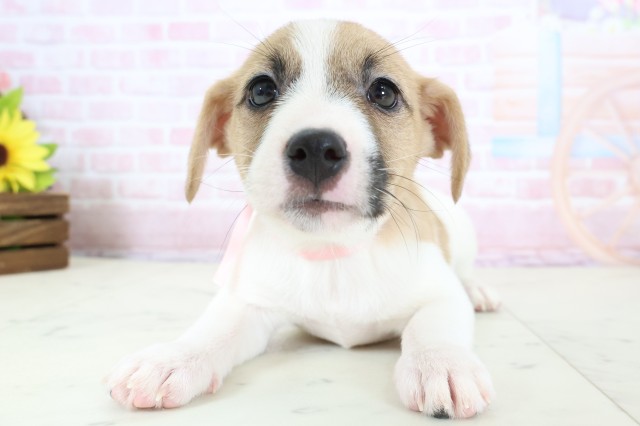 広島県のジャックラッセルテリア (Coo&RIKU福山店/2026年1月22日生まれ/女の子/ホワイトタン)の子犬