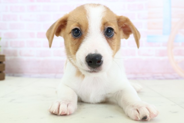 熊本県のジャックラッセルテリア (Coo&RIKU宇土シティモール店/2026年1月22日生まれ/女の子/ホワイトタン)の子犬