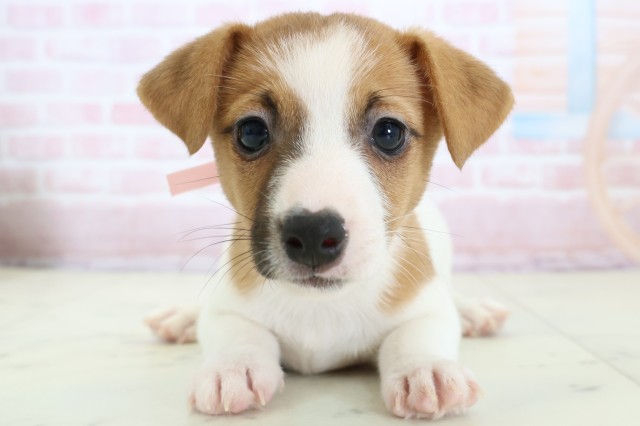 三重県のジャックラッセルテリア (Coo&RIKU津高茶屋店/2026年1月22日生まれ/女の子/ホワイトタン)の子犬
