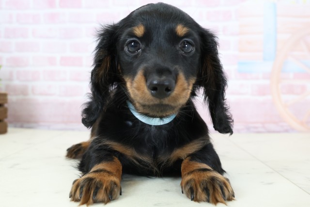 ミニチュア・ダックスフンド