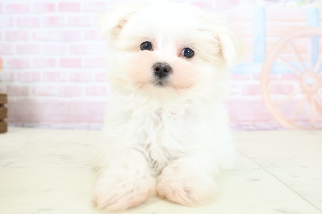 静岡県のマルチーズ (Coo&RIKU静岡SBS通り店/2026年1月22日生まれ/男の子/ホワイト)の子犬