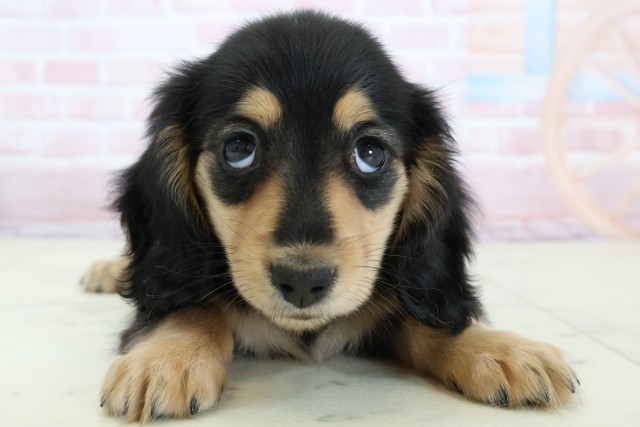 愛知県のカニンヘンダックスフンド(ロング) (Coo&RIKU東海一宮店/2026年1月22日生まれ/女の子/ブラックタン)の子犬の1枚目の画像