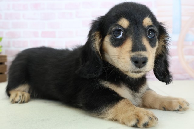 愛知県のカニンヘンダックスフンド(ロング) (Coo&RIKU東海一宮店/2026年1月22日生まれ/女の子/ブラックタン)の子犬の2枚目の画像