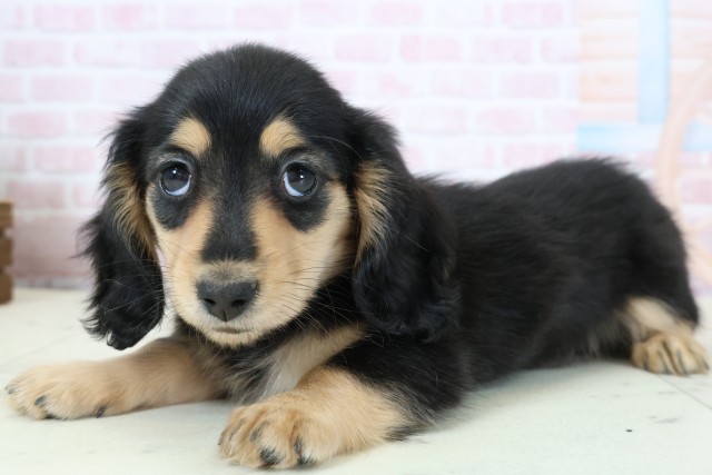 愛知県のカニンヘンダックスフンド(ロング) (Coo&RIKU東海一宮店/2026年1月22日生まれ/女の子/ブラックタン)の子犬の3枚目の画像