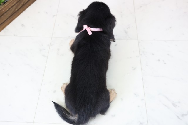 愛知県のカニンヘンダックスフンド(ロング) (Coo&RIKU東海一宮店/2026年1月22日生まれ/女の子/ブラックタン)の子犬の4枚目の画像