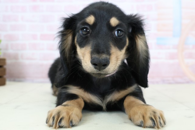 高知県のカニンヘンダックスフンド(ロング) (Coo&RIKU高知御座店/2026年1月22日生まれ/女の子/ブラックタン)の子犬の1枚目の画像