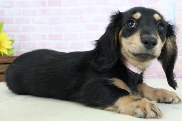 高知県のカニンヘンダックスフンド(ロング) (Coo&RIKU高知御座店/2026年1月22日生まれ/女の子/ブラックタン)の子犬の2枚目の画像