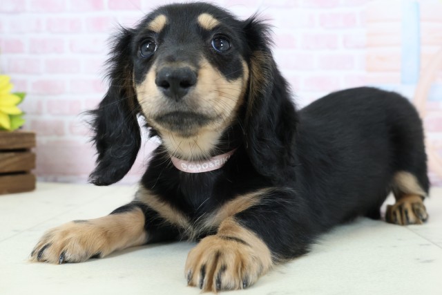 高知県のカニンヘンダックスフンド(ロング) (Coo&RIKU高知御座店/2026年1月22日生まれ/女の子/ブラックタン)の子犬の3枚目の画像