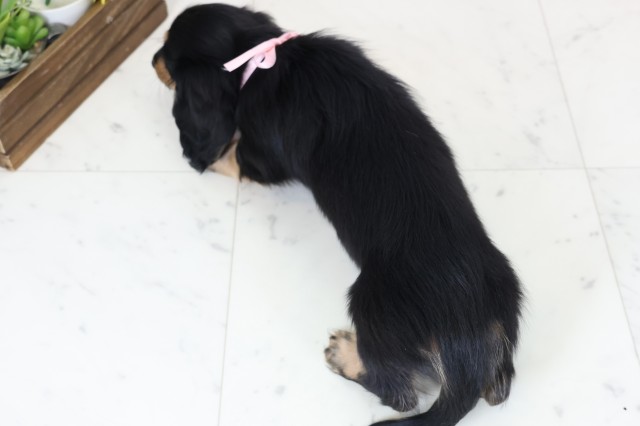 高知県のカニンヘンダックスフンド(ロング) (Coo&RIKU高知御座店/2026年1月22日生まれ/女の子/ブラックタン)の子犬の4枚目の画像