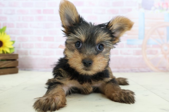 大分県のヨークシャーテリア (Coo&RIKU大分店/2026年1月23日生まれ/女の子/スチールブルータン)の子犬