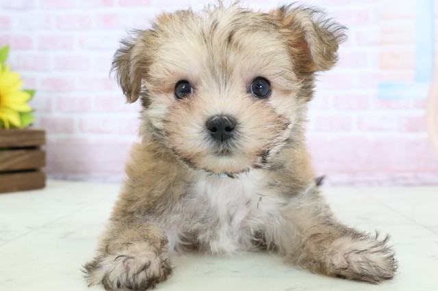 静岡県のマルキー/マルヨーキー(マルチーズ×ヨークシャーテリア) (Coo&RIKU静岡SBS通り店/2026年1月23日生まれ/男の子/フォーンホワイト)の子犬の1枚目の画像