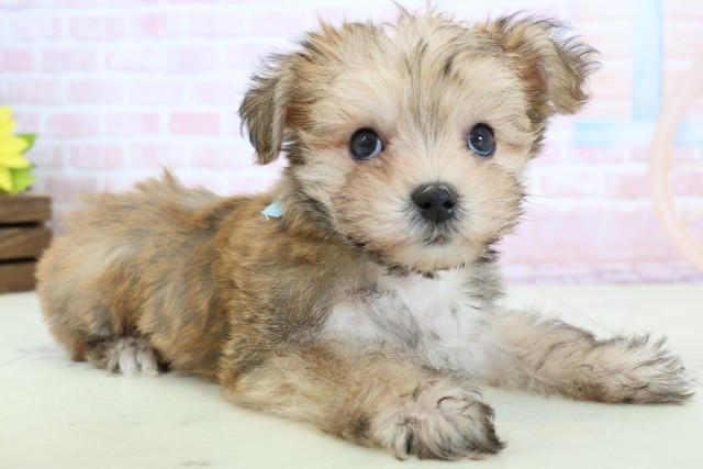 静岡県のマルキー/マルヨーキー(マルチーズ×ヨークシャーテリア) (Coo&RIKU静岡SBS通り店/2026年1月23日生まれ/男の子/フォーンホワイト)の子犬の2枚目の画像