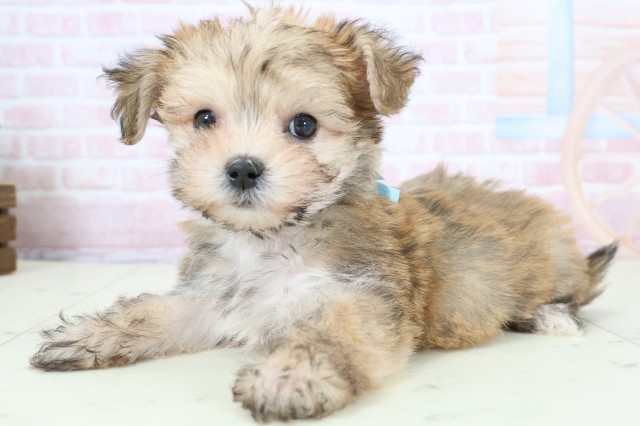 静岡県のマルキー/マルヨーキー(マルチーズ×ヨークシャーテリア) (Coo&RIKU静岡SBS通り店/2026年1月23日生まれ/男の子/フォーンホワイト)の子犬の3枚目の画像