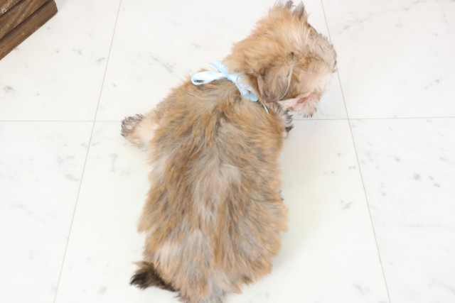 静岡県のマルキー/マルヨーキー(マルチーズ×ヨークシャーテリア) (Coo&RIKU静岡SBS通り店/2026年1月23日生まれ/男の子/フォーンホワイト)の子犬の4枚目の画像