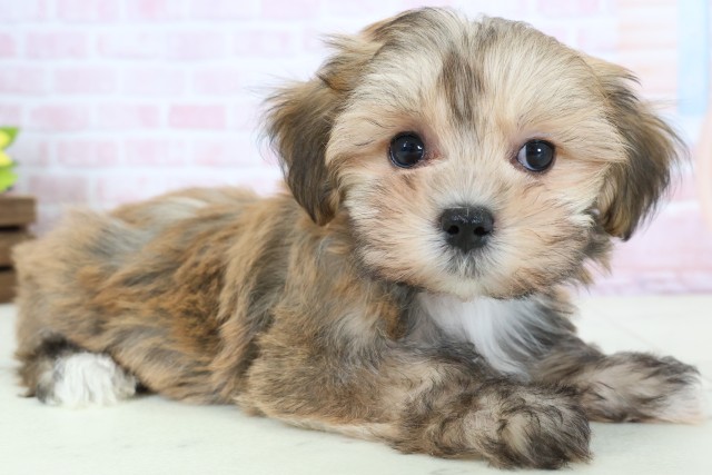 愛知県のマルキー/マルヨーキー(マルチーズ×ヨークシャーテリア) (Coo&RIKU東海一宮店/2026年1月23日生まれ/女の子/フォーンホワイト)の子犬の2枚目の画像