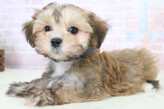 愛知県のマルキー/マルヨーキー(マルチーズ×ヨークシャーテリア) (Coo&RIKU東海一宮店/2026年1月23日生まれ/女の子/フォーンホワイト)の子犬の3枚目の画像