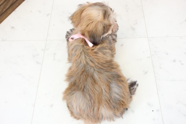 愛知県のマルキー/マルヨーキー(マルチーズ×ヨークシャーテリア) (Coo&RIKU東海一宮店/2026年1月23日生まれ/女の子/フォーンホワイト)の子犬の4枚目の画像