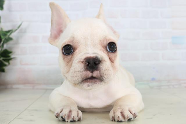 静岡県のフレンチブルドッグ (Coo&RIKU静岡SBS通り店/2026年1月22日生まれ/男の子/クリーム)の子犬