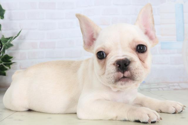 静岡県のフレンチブルドッグ (Coo&RIKU静岡SBS通り店/2026年1月22日生まれ/男の子/クリーム)の子犬の2枚目の画像