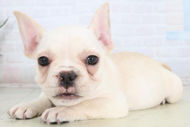 静岡県のフレンチブルドッグ (Coo&RIKU静岡SBS通り店/2026年1月22日生まれ/男の子/クリーム)の子犬の3枚目の画像
