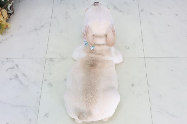 静岡県のフレンチブルドッグ (Coo&RIKU静岡SBS通り店/2026年1月22日生まれ/男の子/クリーム)の子犬の4枚目の画像