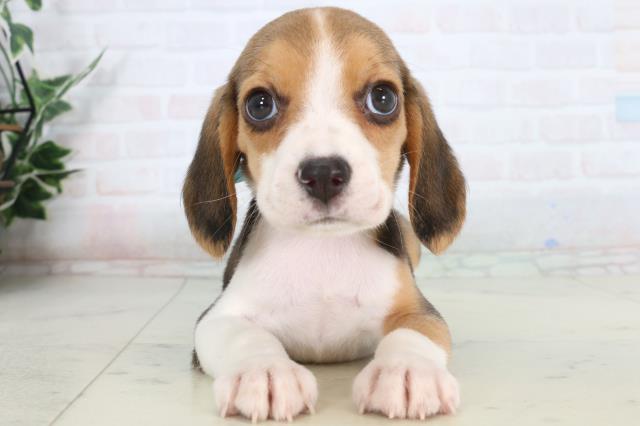 岡山県のビーグル (Coo&RIKU岡山店/2026年1月24日生まれ/男の子/ハウンドカラー)の子犬