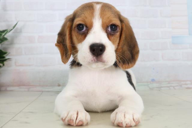 広島県のビーグル (Coo&RIKUゆめタウン大竹店/2026年1月24日生まれ/女の子/ハウンドカラー)の子犬