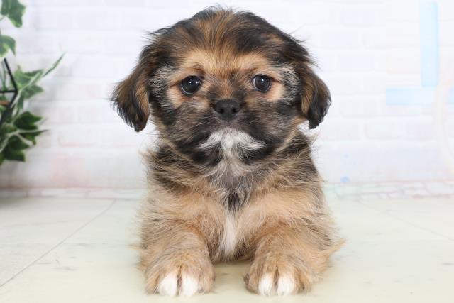 静岡県のチワズー/チワシーズ(チワワ×シーズー) (Coo&RIKU静岡SBS通り店/2026年1月24日生まれ/女の子/レッド)の子犬の1枚目の画像