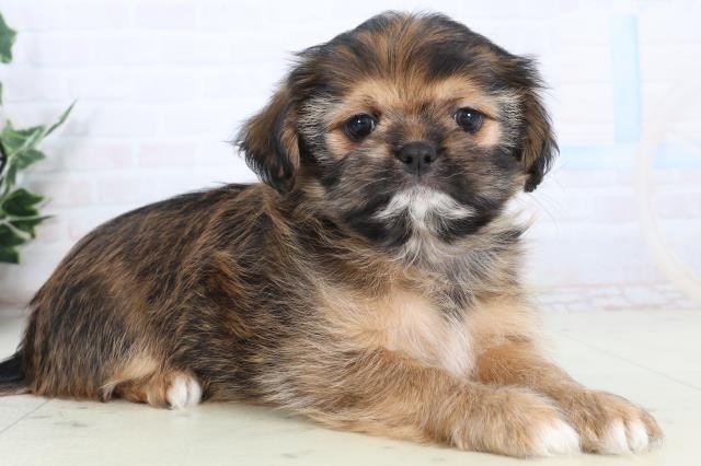 静岡県のチワズー/チワシーズ(チワワ×シーズー) (Coo&RIKU静岡SBS通り店/2026年1月24日生まれ/女の子/レッド)の子犬の2枚目の画像