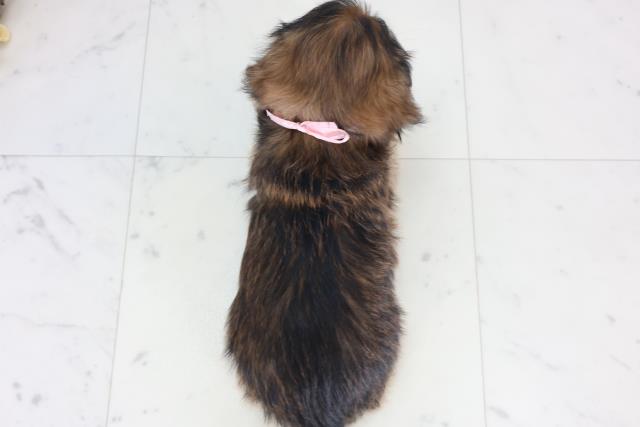 静岡県のチワズー/チワシーズ(チワワ×シーズー) (Coo&RIKU静岡SBS通り店/2026年1月24日生まれ/女の子/レッド)の子犬の4枚目の画像