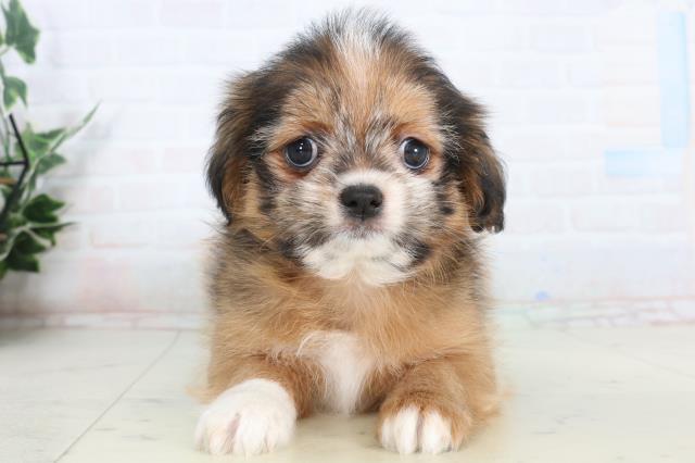 香川県のチワズー/チワシーズ(チワワ×シーズー) (Coo&RIKU高松上福岡店/2026年1月24日生まれ/女の子/レッド)の子犬の1枚目の画像