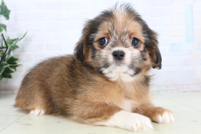 香川県のチワズー/チワシーズ(チワワ×シーズー) (Coo&RIKU高松上福岡店/2026年1月24日生まれ/女の子/レッド)の子犬の2枚目の画像