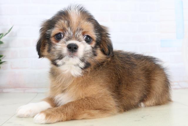 香川県のチワズー/チワシーズ(チワワ×シーズー) (Coo&RIKU高松上福岡店/2026年1月24日生まれ/女の子/レッド)の子犬の3枚目の画像