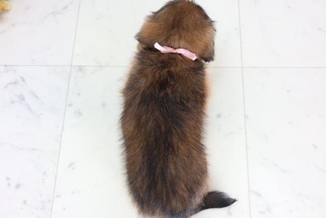 香川県のチワズー/チワシーズ(チワワ×シーズー) (Coo&RIKU高松上福岡店/2026年1月24日生まれ/女の子/レッド)の子犬の4枚目の画像