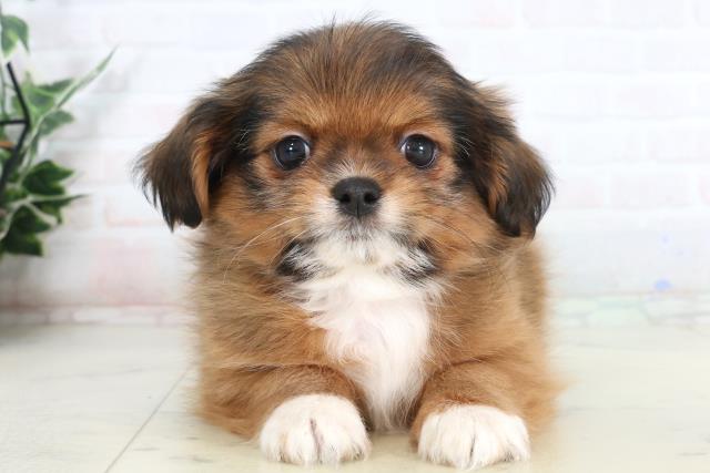 広島県のチワズー/チワシーズ(チワワ×シーズー) (Coo&RIKU福山店/2026年1月24日生まれ/女の子/レッド)の子犬