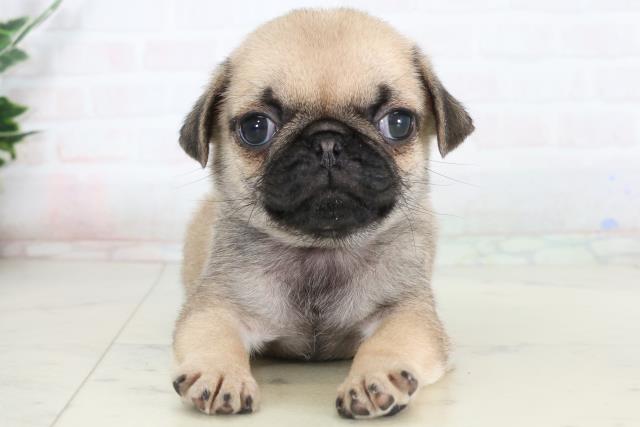 福岡県のパグ (Coo&RIKUゆめタウン飯塚店/2026年1月25日生まれ/男の子/フォーン)の子犬の1枚目の画像