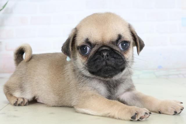 福岡県のパグ (Coo&RIKUゆめタウン飯塚店/2026年1月25日生まれ/男の子/フォーン)の子犬の2枚目の画像