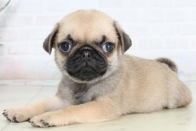 福岡県のパグ (Coo&RIKUゆめタウン飯塚店/2026年1月25日生まれ/男の子/フォーン)の子犬の3枚目の画像