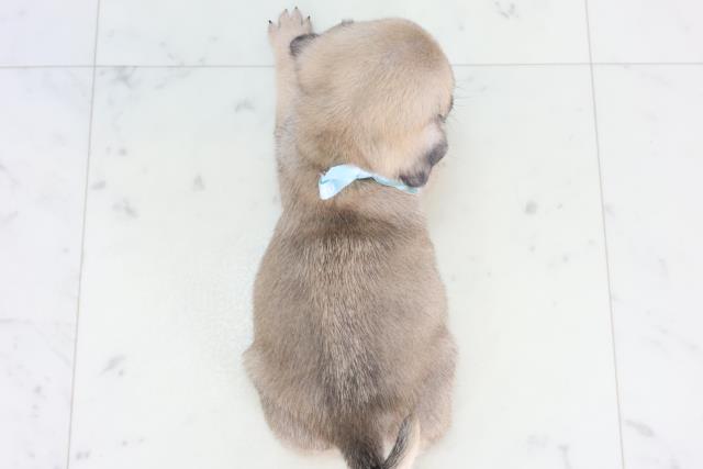 福岡県のパグ (Coo&RIKUゆめタウン飯塚店/2026年1月25日生まれ/男の子/フォーン)の子犬の4枚目の画像