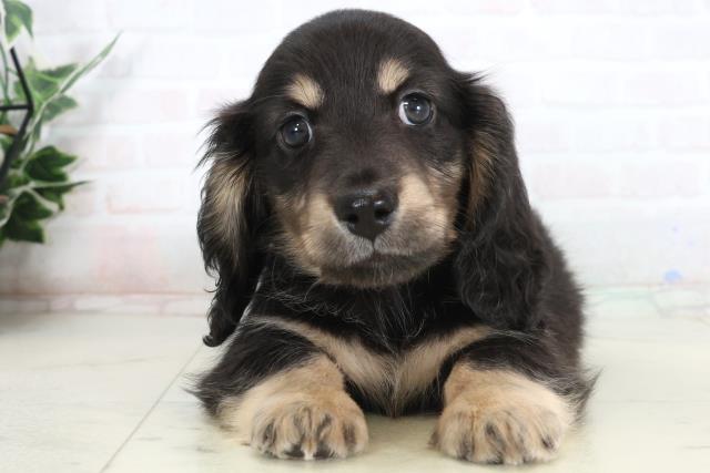 広島県のミニチュアダックスフンド(ロング) (Coo&RIKU広島中央店/2026年1月25日生まれ/男の子/ブラックタン)の子犬