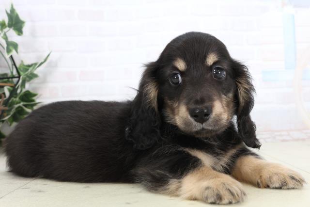 広島県のミニチュアダックスフンド(ロング) (Coo&RIKU広島中央店/2026年1月25日生まれ/男の子/ブラックタン)の子犬の2枚目の画像