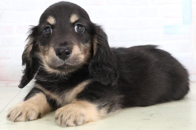 広島県のミニチュアダックスフンド(ロング) (Coo&RIKU広島中央店/2026年1月25日生まれ/男の子/ブラックタン)の子犬の3枚目の画像