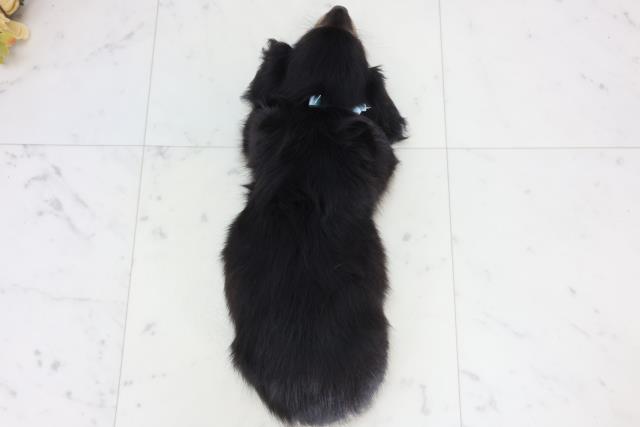 広島県のミニチュアダックスフンド(ロング) (Coo&RIKU広島中央店/2026年1月25日生まれ/男の子/ブラックタン)の子犬の4枚目の画像