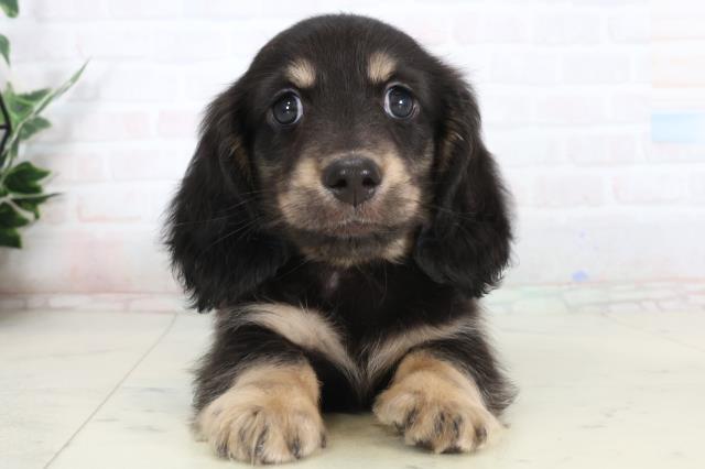 熊本県のミニチュアダックスフンド(ロング) (Coo&RIKUカリーノ菊陽店/2026年1月25日生まれ/男の子/ブラックタン)の子犬