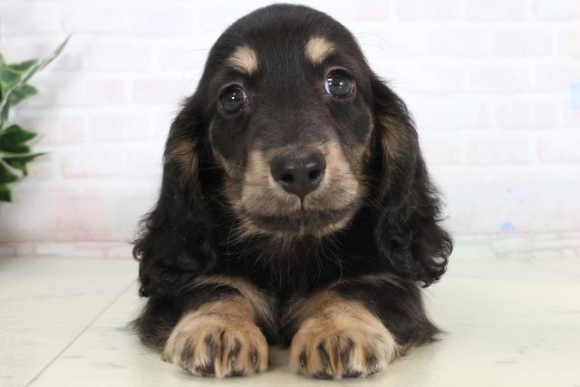 ミニチュア・ダックスフンド