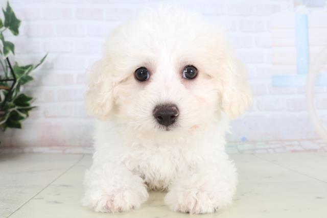 山口県のビションフリーゼ (Coo&RIKUシーモール下関店/2026年1月21日生まれ/男の子/ホワイト)の子犬