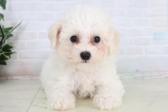 長崎県のビションフリーゼ (Coo&RIKU長崎浜町店/2026年1月21日生まれ/男の子/ホワイト)の子犬の1枚目の画像